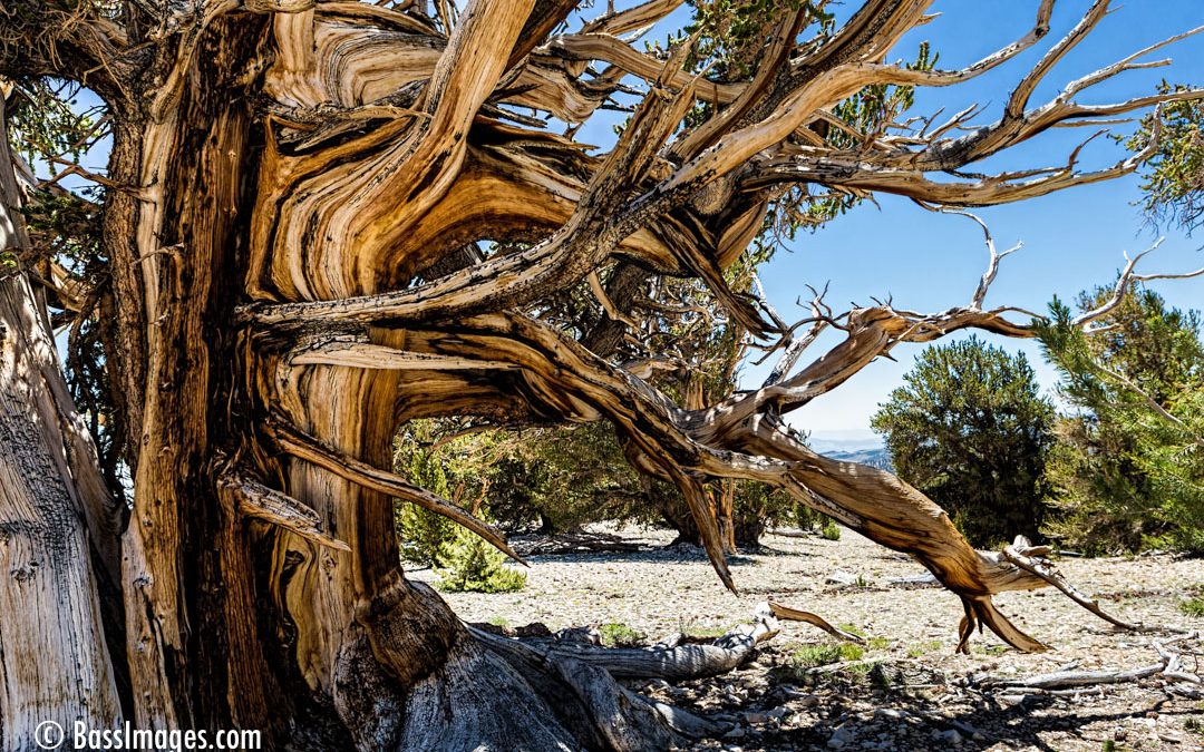 A visit to earth’s oldest living organisms